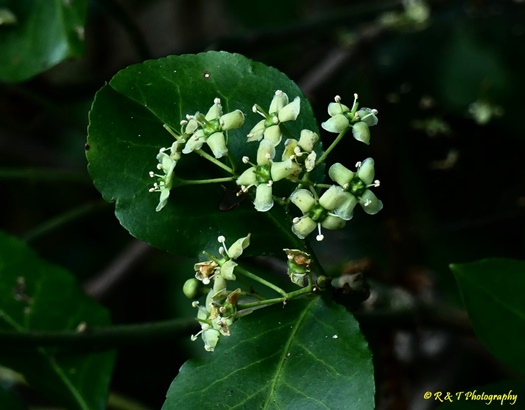 {Euonymus fortunei}